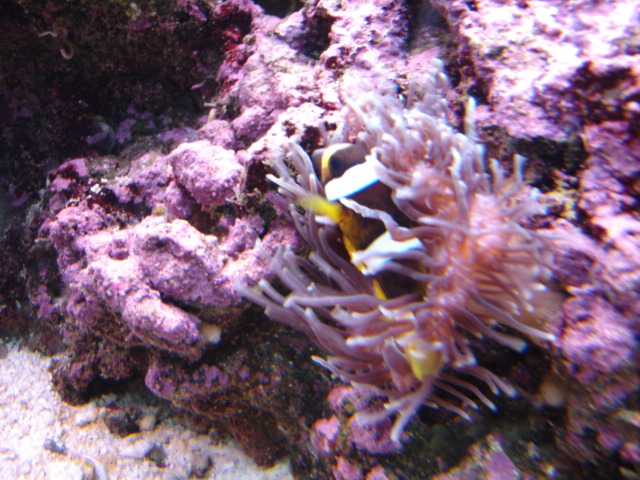 Clown In Anemone
