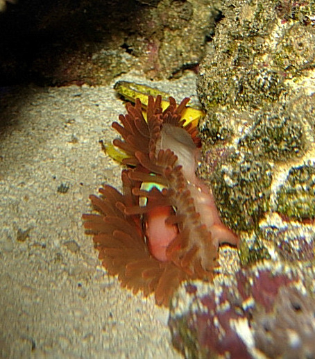 Clown in Anemone