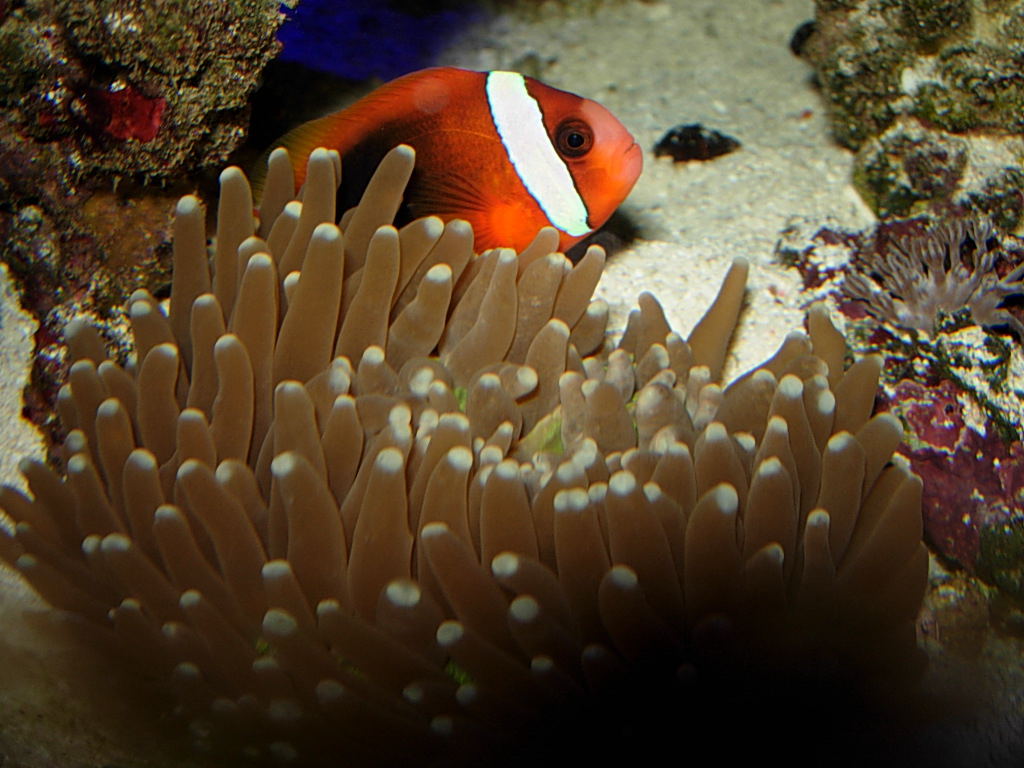 Clown in LT Plate Coral