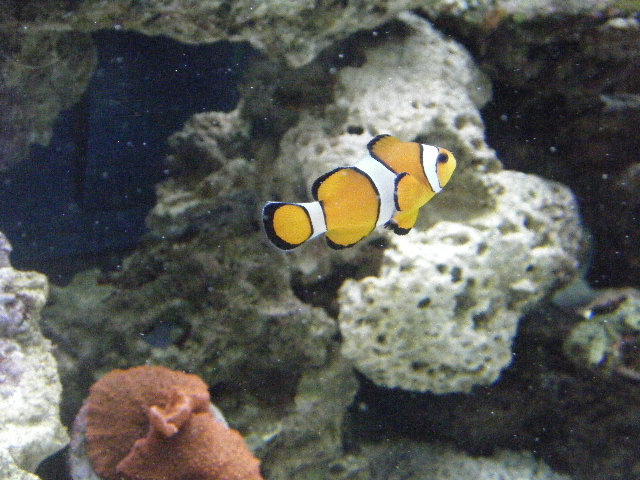 Clownf Fish