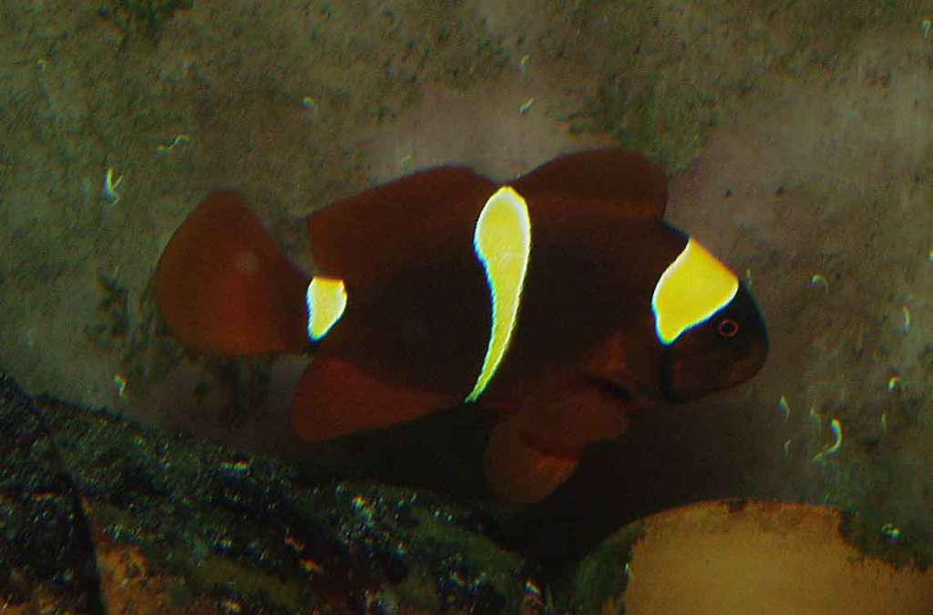 Clownfish Breeding Project
