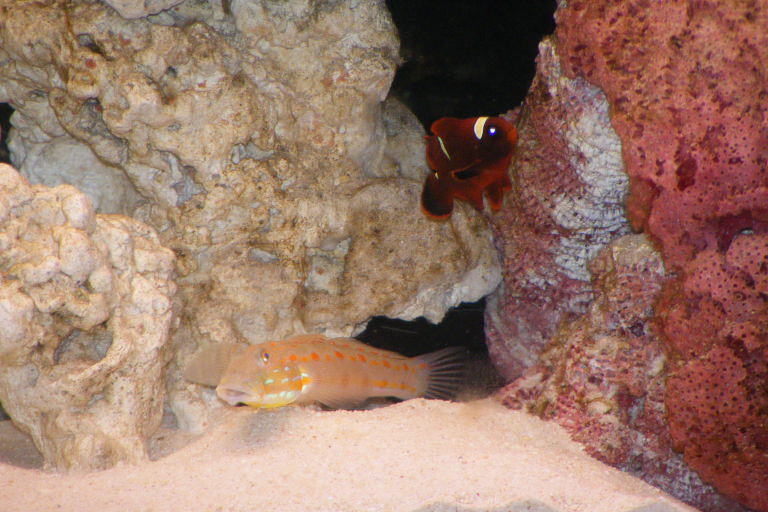 Clownfish Goby and new Daisy Coral
