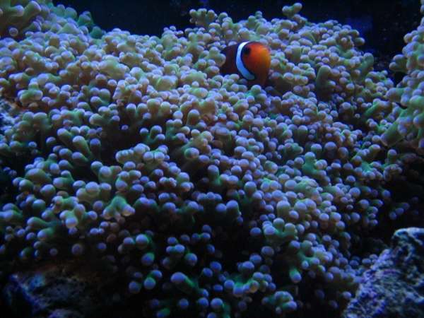 Clownfish in Frogspawn