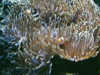 Clowns in anemone