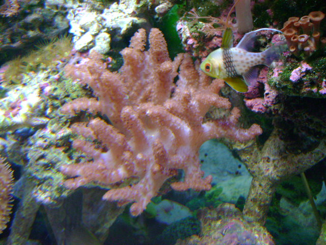 colt coral June 2007
