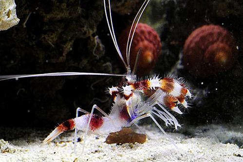 Coral banded shrimpie
