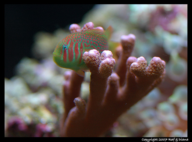 Coral Goby :D