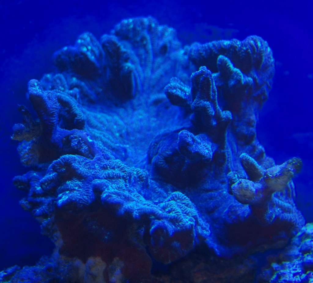 coral id needed