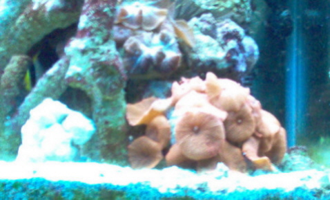 Coral Photo