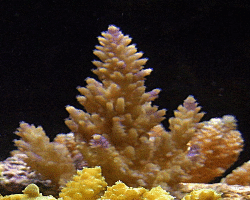 Coral_2