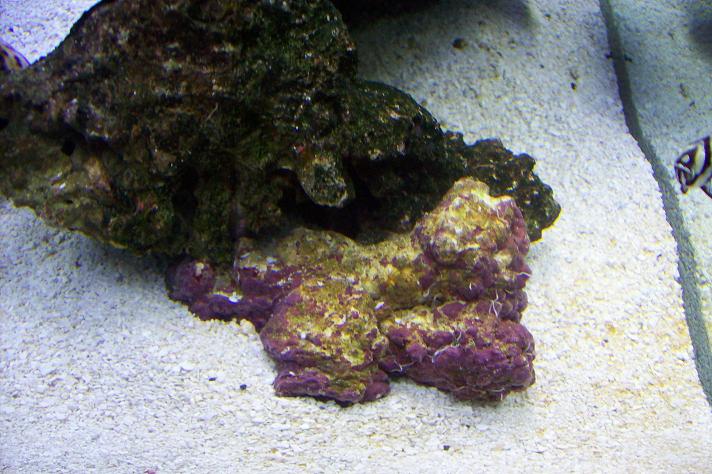 Coraline algae