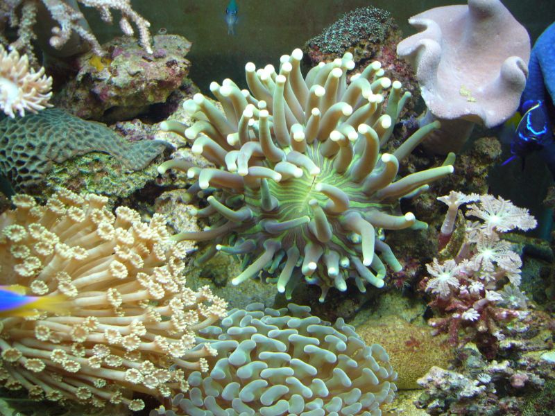 Corals2