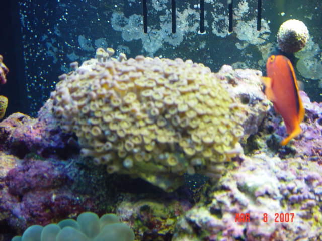 corals_001