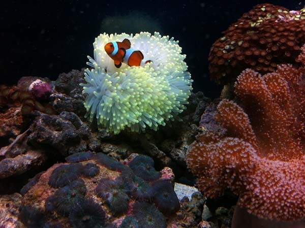 Corals_sm
