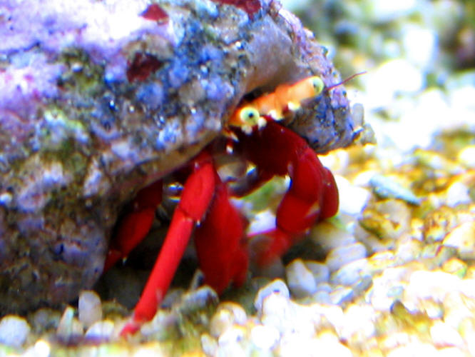 crab_1
