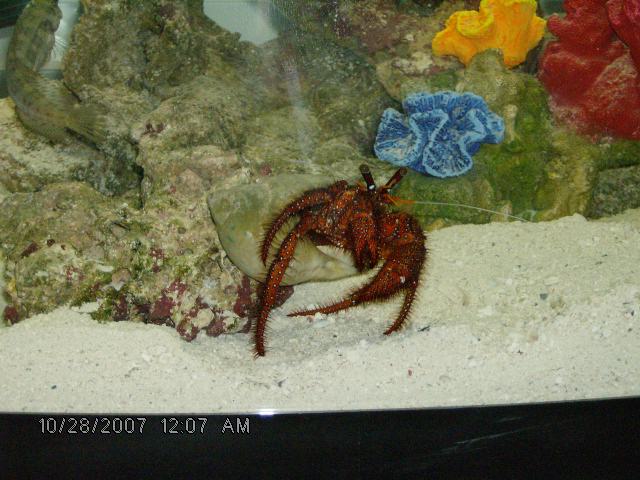 Crab_in_29gl