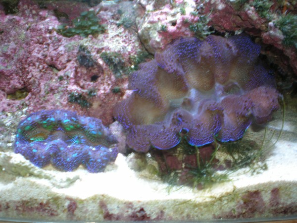 Crocea clams