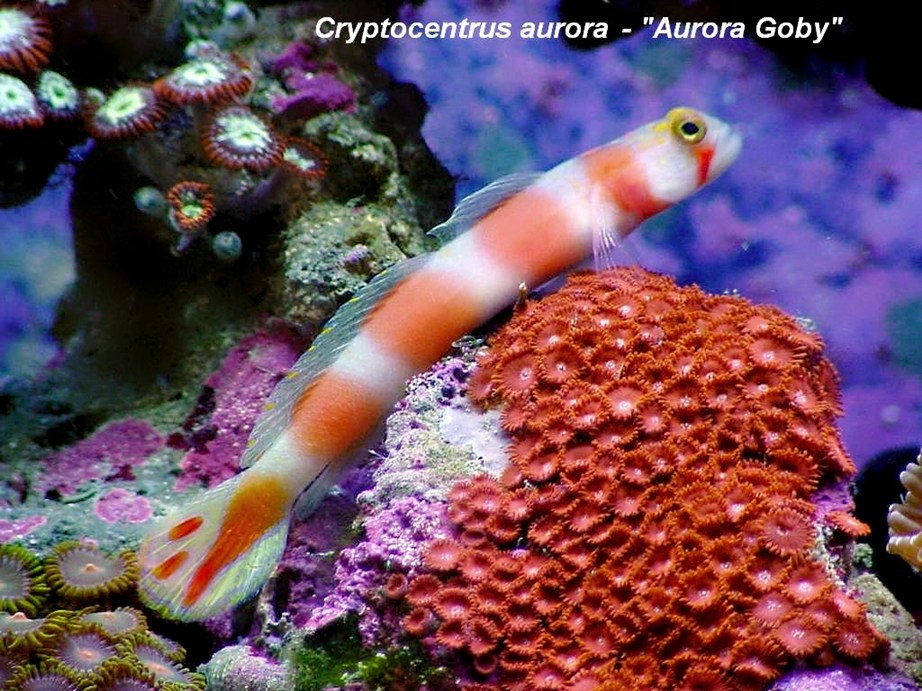 Cryptocentrus aurora - Aurora Goby