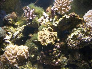Cup Coral (center)