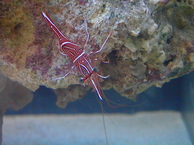 Dancer Shrimp out for a wander