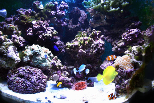 DeepBlue's Reef