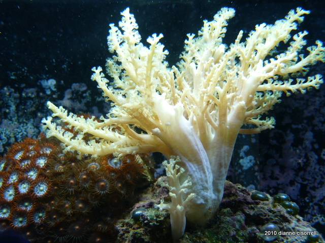 Dianne's 2.5 year-old nano reef