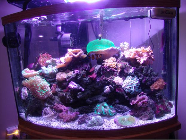 Dominic's Reef tank