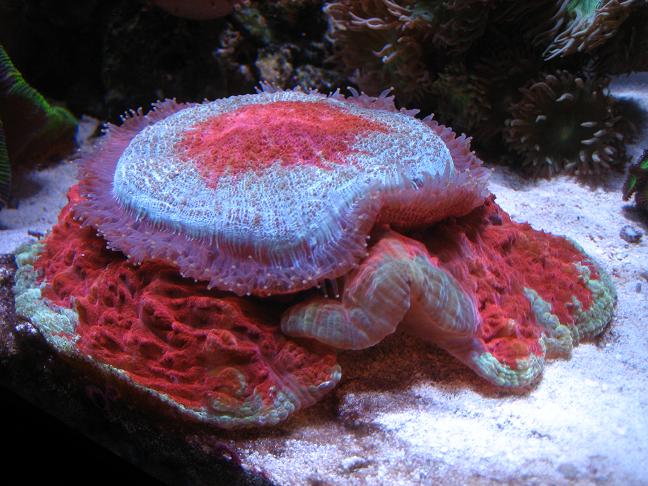 donut coral at feeding time