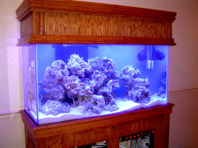 Drill Sergeant's 90-Gallon Reef After Cycle Compete