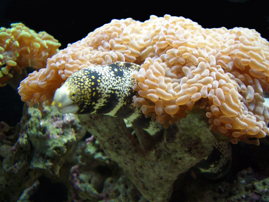 Eel and Hammer Coral