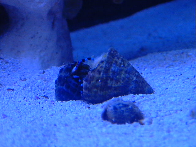 Electric Blue Legged Hermit chooses new home.