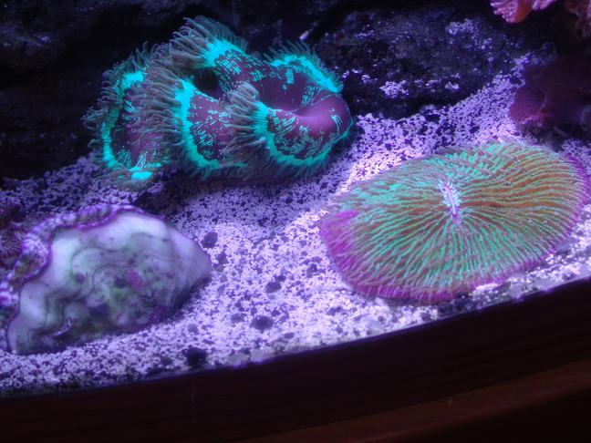 Elegence, clam and fungia