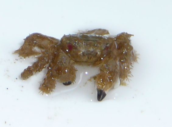 Evil hairy crab of unidentified origin