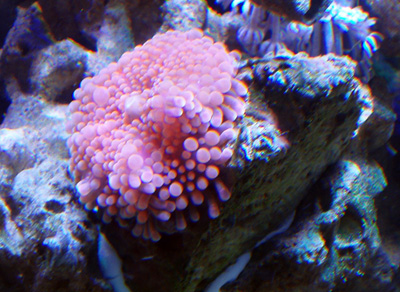 favorite corals