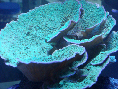 favorite corals
