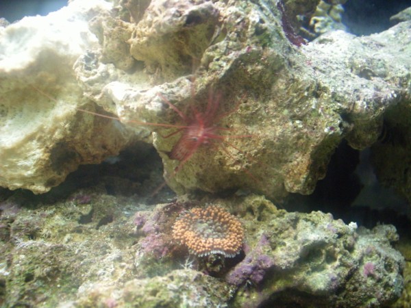 Few of my first soft corals. Ricordea Florida
