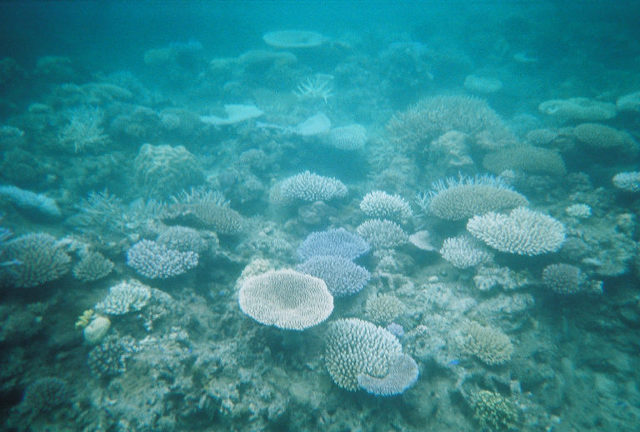 Fiji Reef Shot