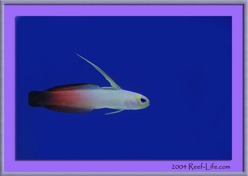firefish1672framed