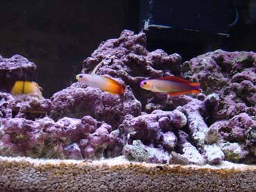 Flame & Purple Firefish