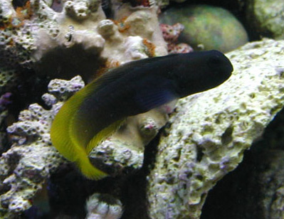 FlameTail Blenny 1