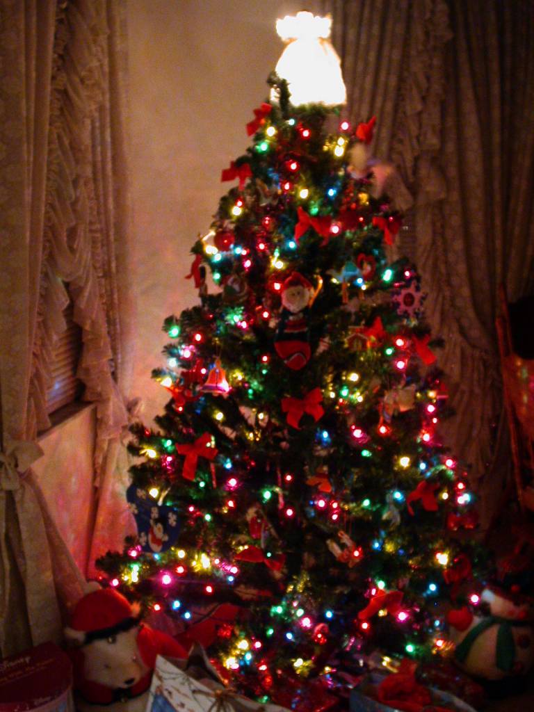 Florida Christmas Tree