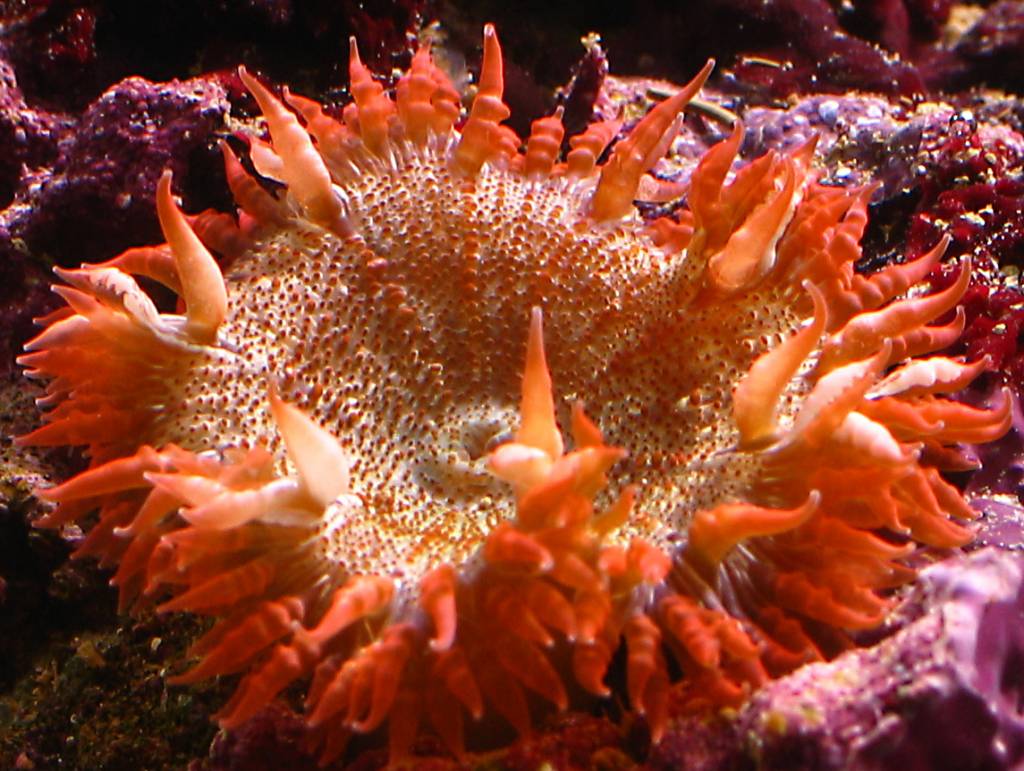 Flower or rock anemone