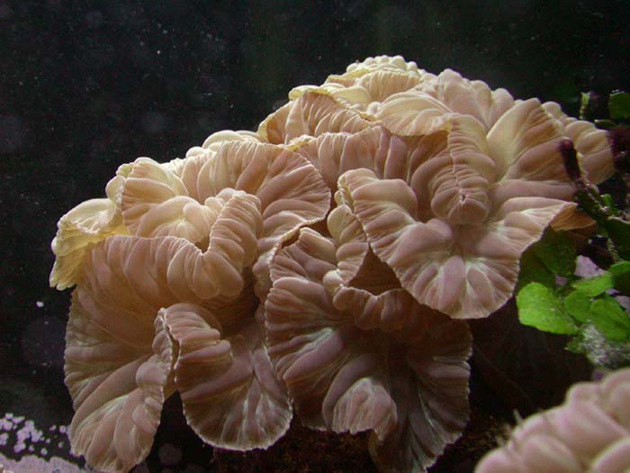 Fox coral (Nemanzophyllia turbida)