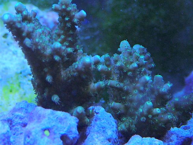 frags of acro sp from wooddood