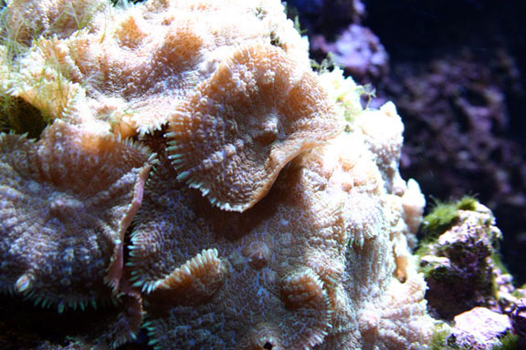 Frilly Mushroom Coral
