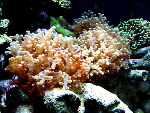 Frogspawn and Torch Coral