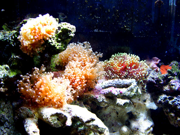 Frogspawn corals