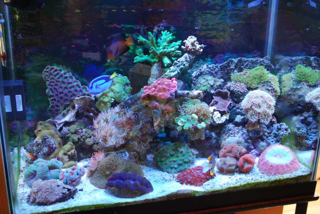 full tank shot most corals visible