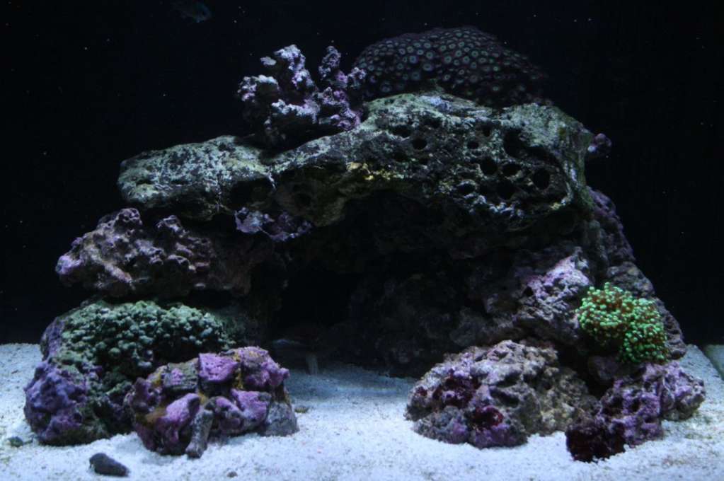 Full Tank shot with new Frogspawn