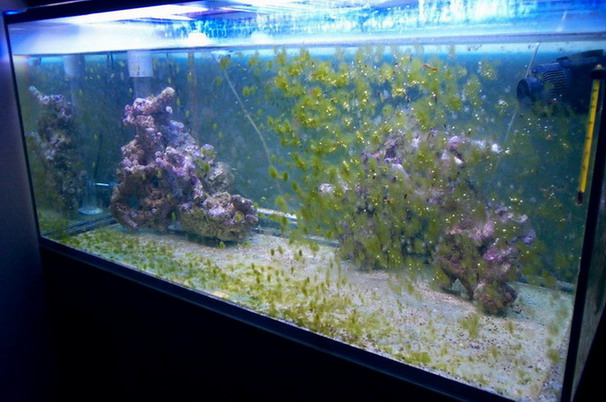 Full tank with algae
